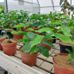 Citrónovník (Citrus x limon) ´4-SEASON´ - výška 20-30 cm, kont. C2L
